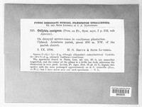 Collybia conigena image